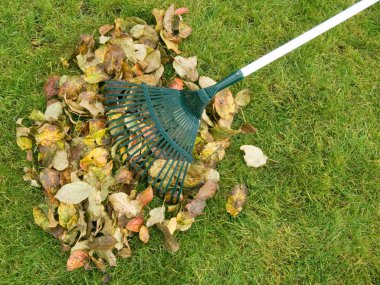 Cleaning of autumn leaves clipart