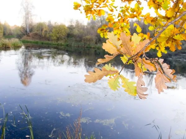 秋の紅葉の木 — ストック写真