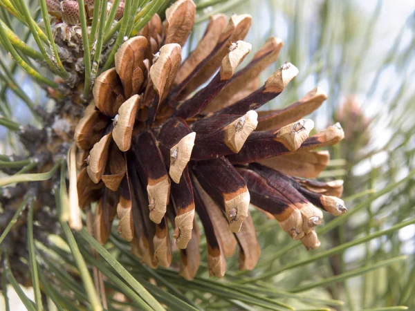 Cone de pinheiro em um ramo com agulhas — Fotografia de Stock