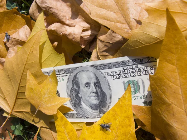 Αμερικανικά δολάρια και Φθινοπωρινά φύλλα — Φωτογραφία Αρχείου