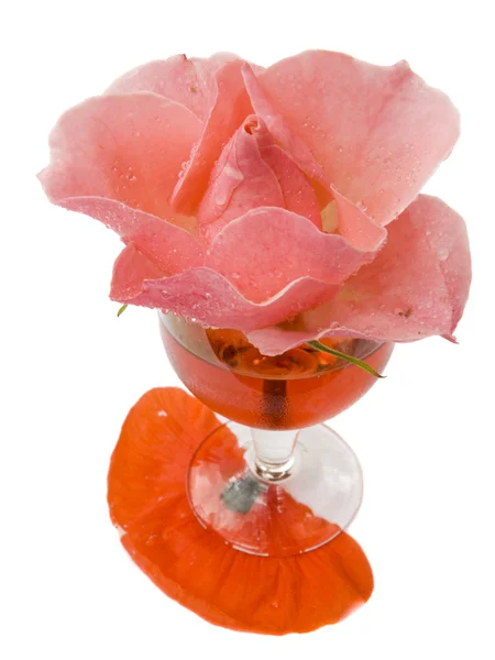 Flor de uma rosa — Fotografia de Stock