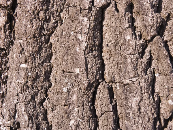 La corteccia di una quercia — Foto Stock