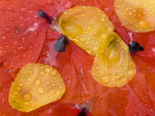 Bloemblaadjes van een papaver — Stockfoto
