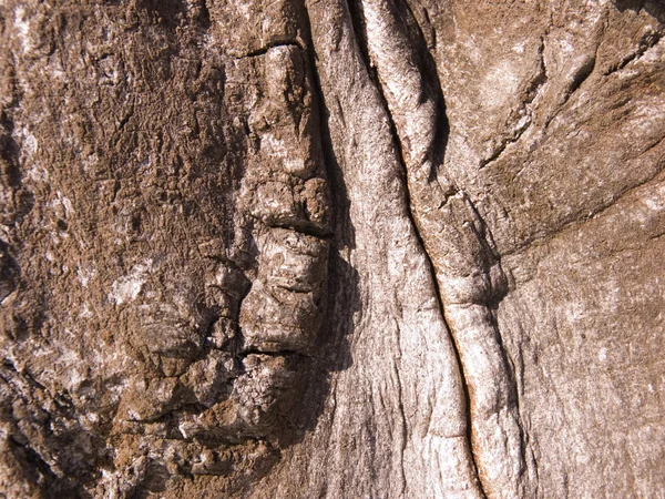 The bark of an Oak tree — Stock Photo, Image