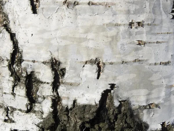 Texture from a birch bark — Stock Photo, Image