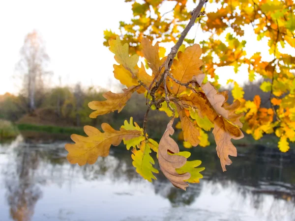 Arbre aux feuilles d'automne — Photo