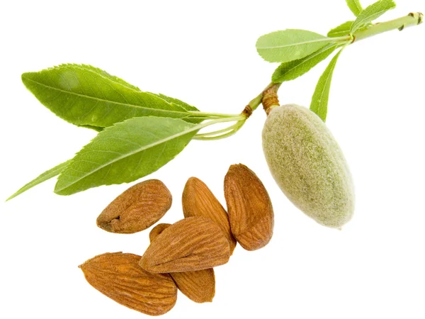 Young almond — Stock Photo, Image