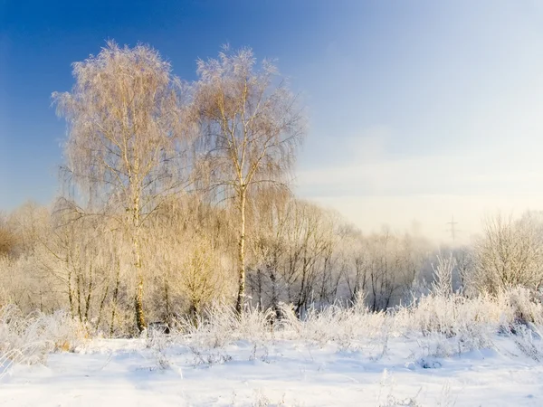 Frosty sunny day — Stock Photo, Image