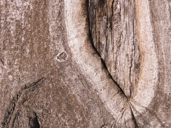 L'écorce d'un chêne — Photo