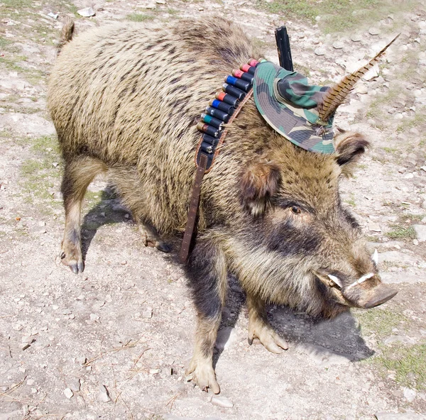 Scarecrow of a wild boar — Stock Photo, Image