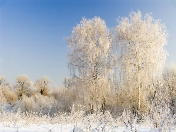 两个桦树在白霜 — 图库照片