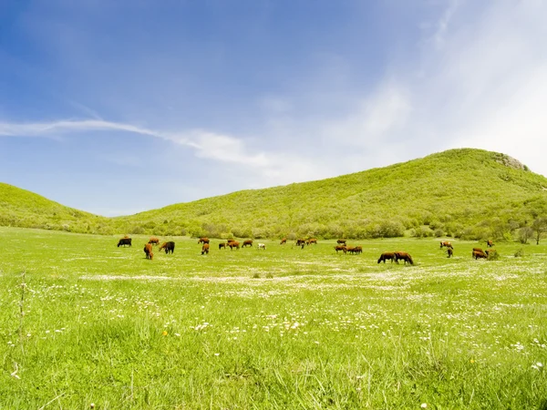 Vacas em um pasto — Fotografia de Stock