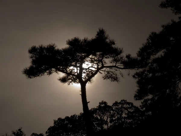 Eenzame boom op een zonsondergang — Stockfoto