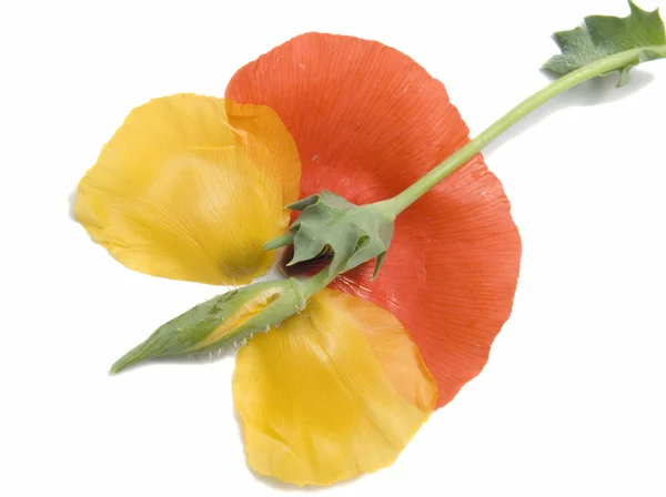 stock image Petals of a red and yellow poppy