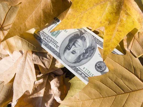 Americké dolary a podzimní listí — Stock fotografie