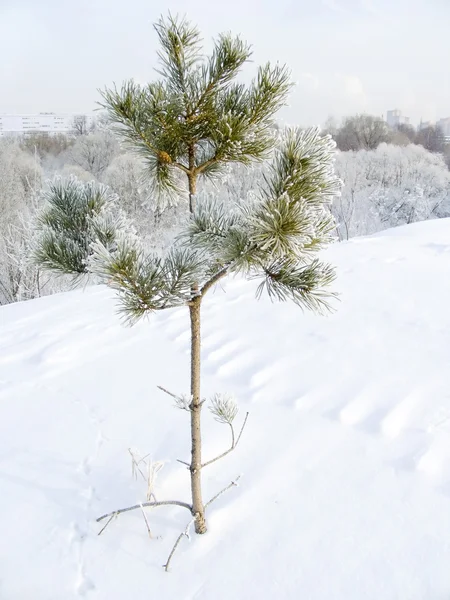Lonely pine — Stock Photo, Image