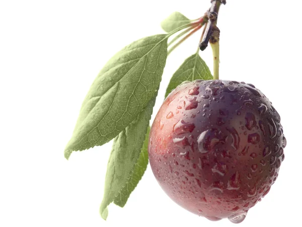 Frukter mogna violett söta plommon — Stockfoto