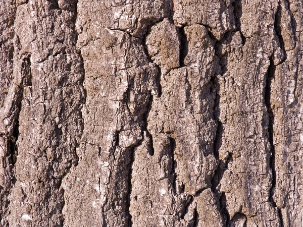 La corteccia di una quercia — Foto Stock