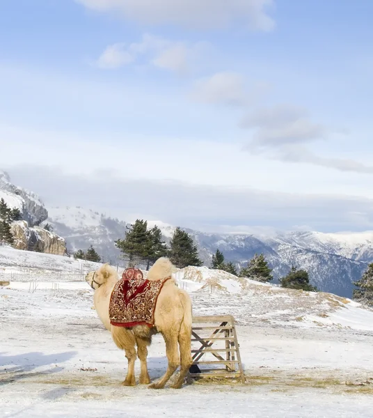 stock image Camel