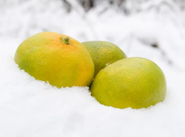 Drei Mandarinen auf Schnee — Stockfoto