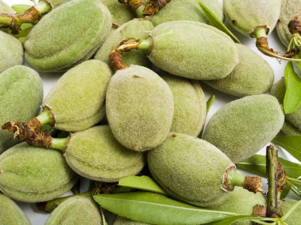 Crop of young unripe almonds nuts — Stock Photo, Image