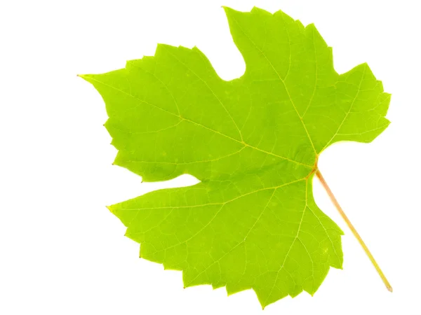 Лист винограда — стоковое фото