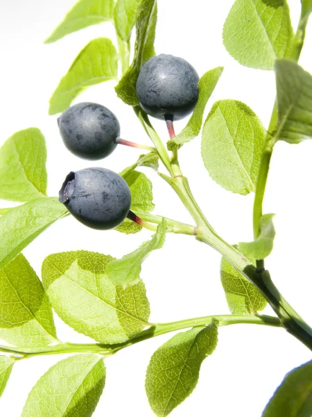 Wild bilberry — Stock Photo, Image