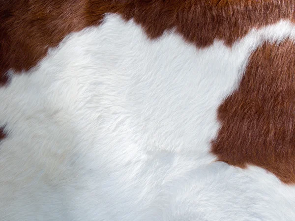 stock image Real cow skin texture