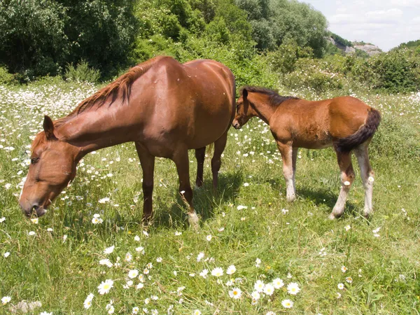 The horse and foal — Stock Photo, Image