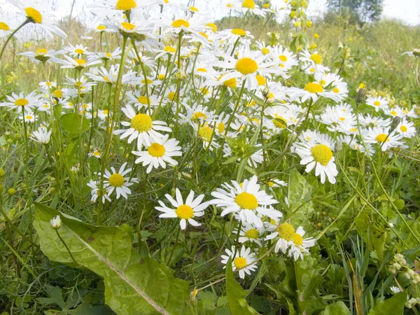 Meadow of camomiles — Stock Photo, Image