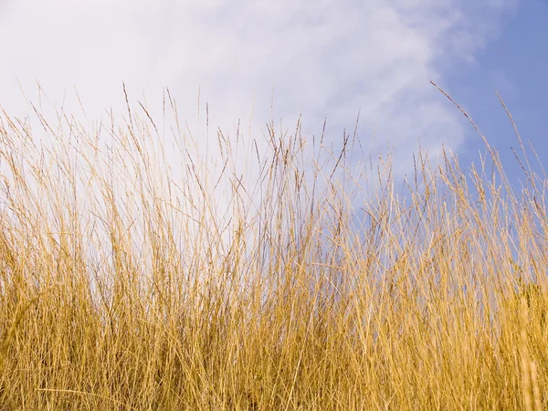 Sárga száraz fű — Stock Fotó