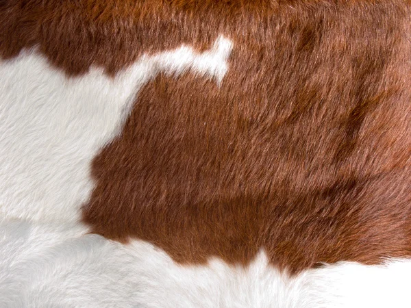 Echte Kuhhaut Textur — Stockfoto