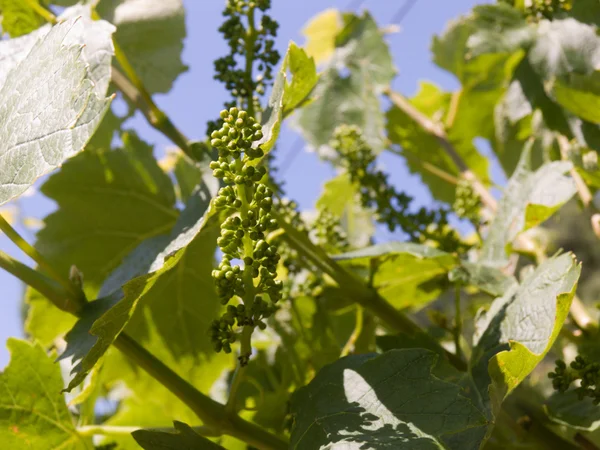 On a vineyard — Stock Photo, Image