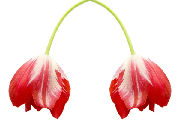 Červené tulipány. — Stock fotografie