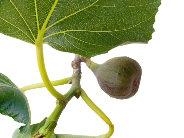 Gren av en fig — Stockfoto