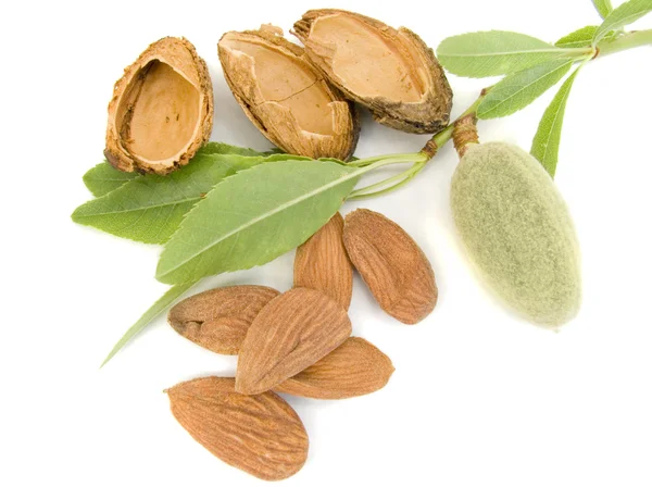 Young almond — Stock Photo, Image