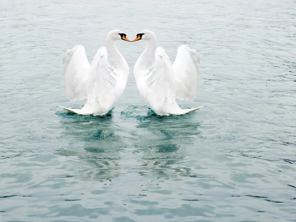 Deux beaux cygnes blancs — Photo