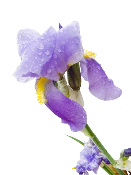 Iris — Fotografie, imagine de stoc