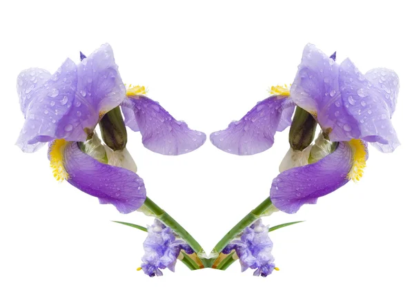 Σύνθεση από ένα λουλούδι — Φωτογραφία Αρχείου