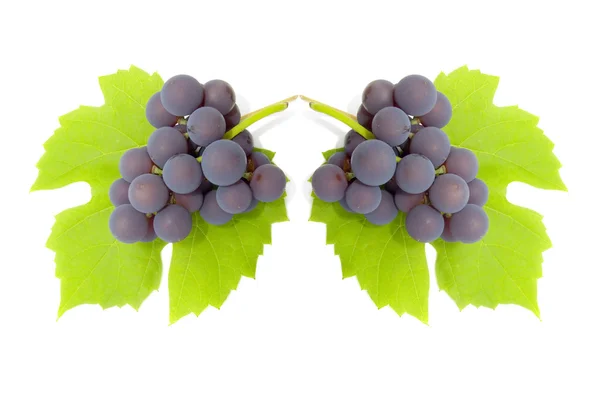 Деякі скупчення винограду — стокове фото