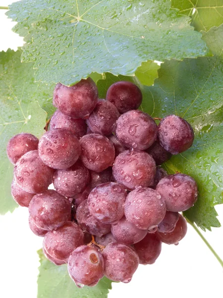 Cluster of a grapes with drops of water — Stock Photo, Image