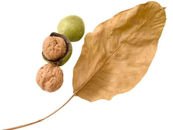 Fresh walnut with leaves — Stock Photo, Image