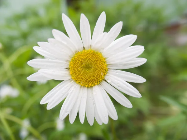 Camomile with drops of water — Stock Photo, Image