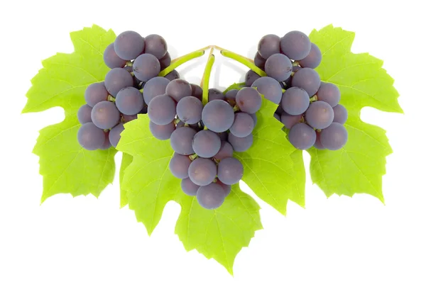 Alguns grupos de uvas — Fotografia de Stock