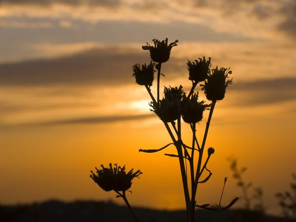 stock image Sunrise