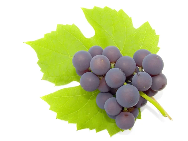 Cluster of a grapes — Stock Photo, Image