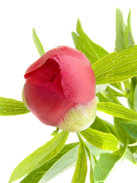 A pünkösdi rózsa, Bud — Stock Fotó