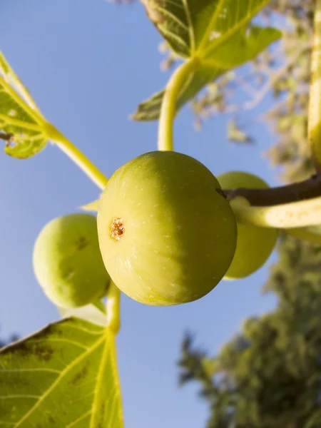 Fig tree — Stock Photo, Image