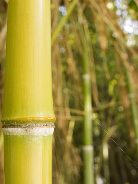 O talo de uma árvore de bambu — Fotografia de Stock