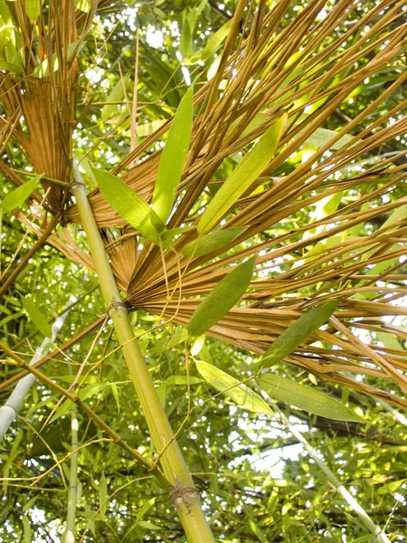 Bambu trä — Stockfoto